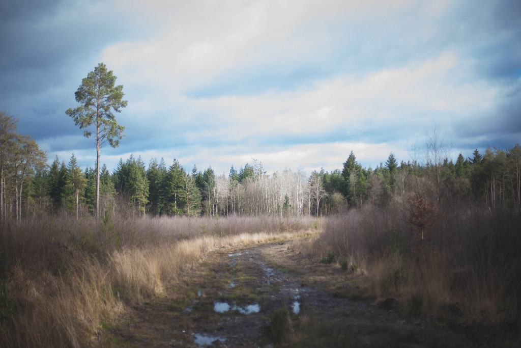 Jennie Colbourne Photography -4